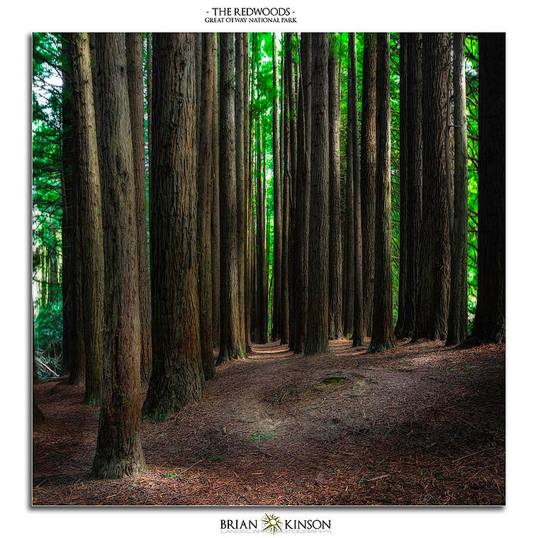 redwoods